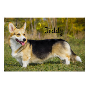 Pôster Sable Cardigan Welsh Corgi Dog