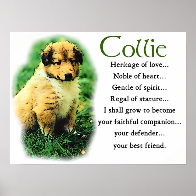 Poster Sable Collie Gifts (Frente)