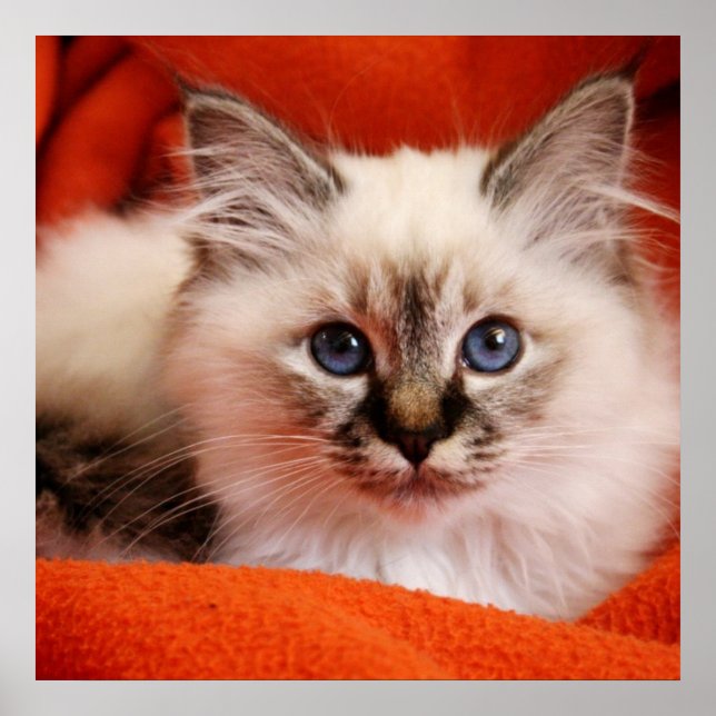Pôster Sacred Birman Kitten (Frente)