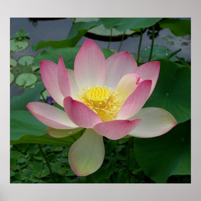 Pôster Sacred Lotus Flower Nelumbo Nucifera (Frente)