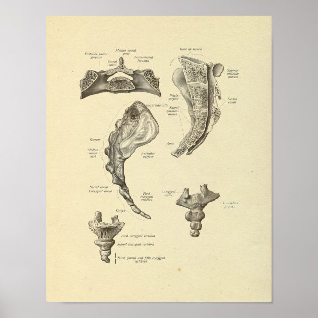 Poster Sacrum Coccyx Anatomy Spine Bones Print (Frente)