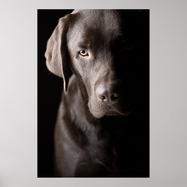 Poster Sad Chocolate Labrador Puppy (Frente)