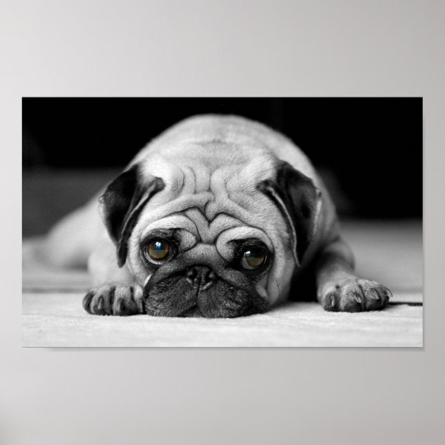 Poster Sad Pug (Frente)