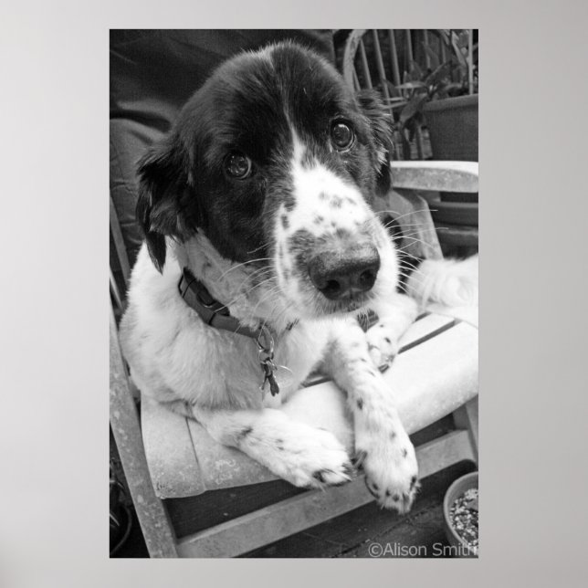 Pôster Sad Puppy (Frente)