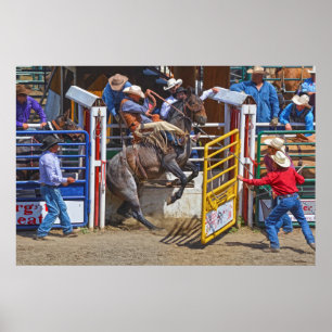 Poster Saddle Bronc Breaking Out of Rodeo Chute w Cowboy