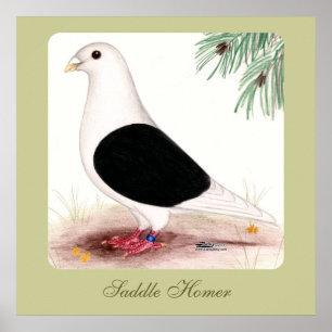 Pôster Saddle Homer Pigeon