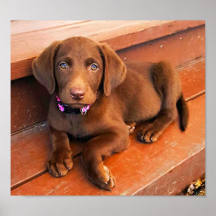 Pôster Sadie o chocolate Labradoodle