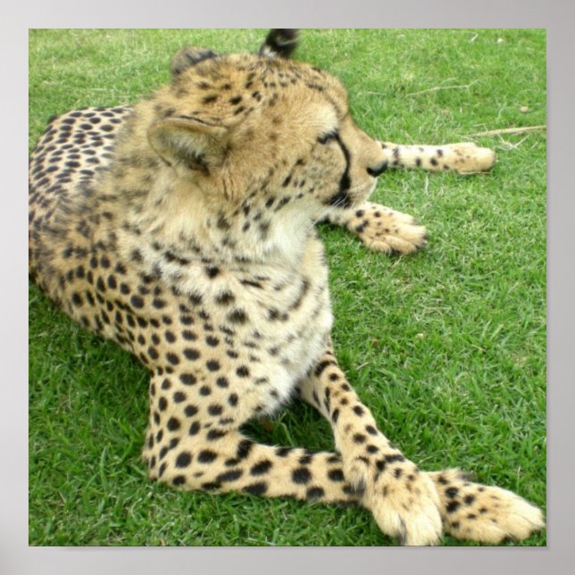 Pôster Safari Africa Adorável Charme de Gato Cinto (Frente)