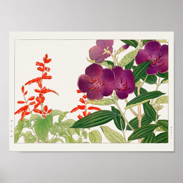 Poster Sage escarlate, Melastoma, de Tanigami Konan (Frente)