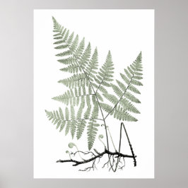 Poster Sage Green Fern Botanical Illustration Print no. 1