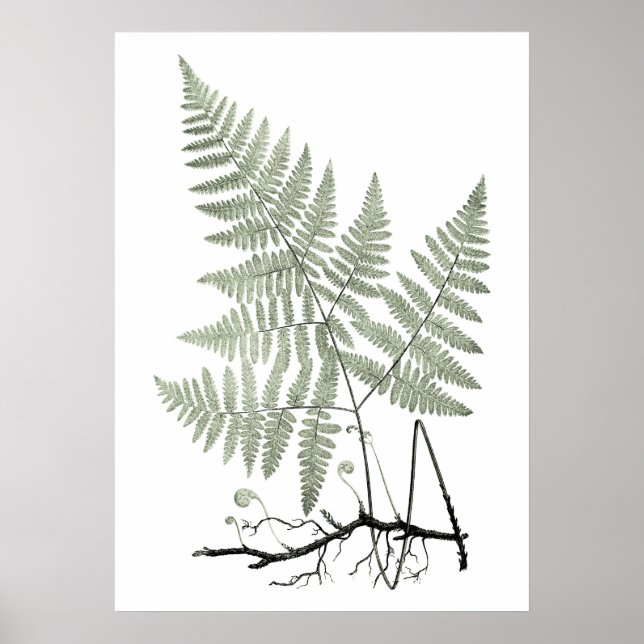 Poster Sage Green Fern Botanical Illustration Print no. 1 (Frente)