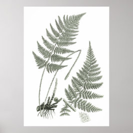 Poster Sage Green Fern print no. 10 Botanical Wall Art