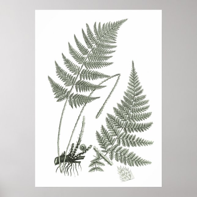 Poster Sage Green Fern print no. 10 Botanical Wall Art (Frente)
