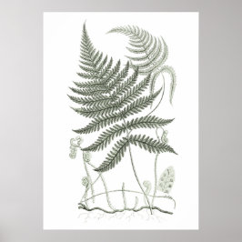 Poster Sage Green Fern Print no. 9 Botanical Wall Art