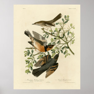 Poster Sage Thrasher e Varied Thrush, Aves de Audubon