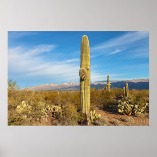 Poster Saguaro