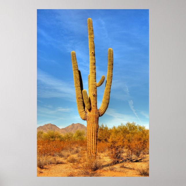 Pôster Saguaro (Frente)