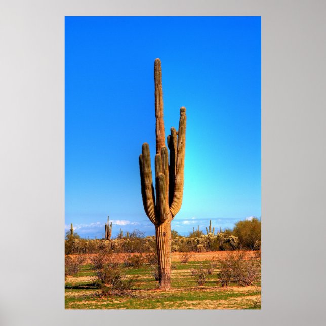 Pôster Saguaro (Frente)