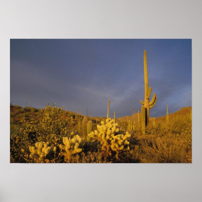 Pôster saguaro cacti, Carnegiea gigantea, and teddy (Frente)