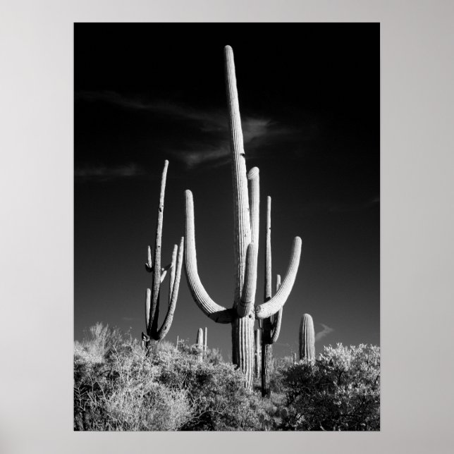 Poster Saguaro Cactus (Frente)