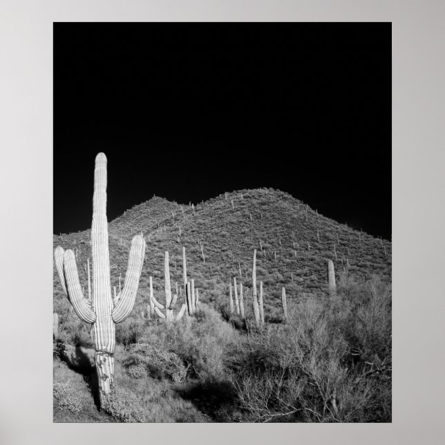 Pôster Saguaro Cactus (Frente)