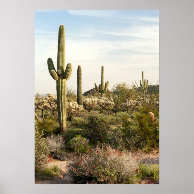 Pôster Saguaro Cactus, Arizona,EUA (Frente)
