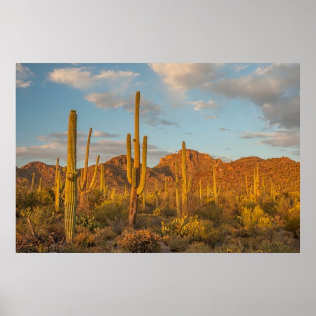 Pôster Saguaro cactus at sunset, Arizona (Frente)