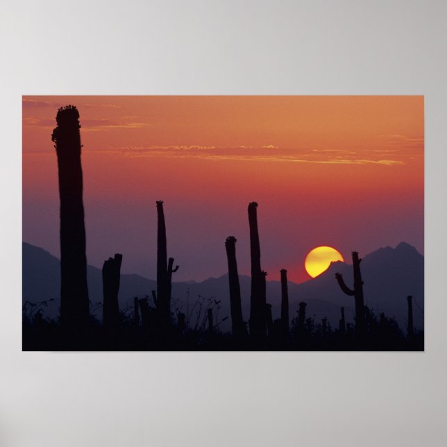 Pôster Saguaro Cactus Carnegiea gigantea), Sunset (Frente)