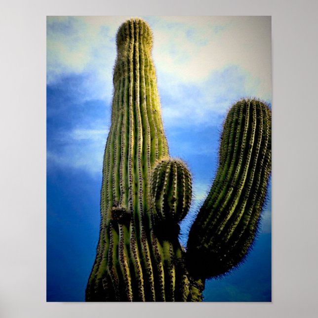 Poster Saguaro Cactus High  Postcard (Frente)
