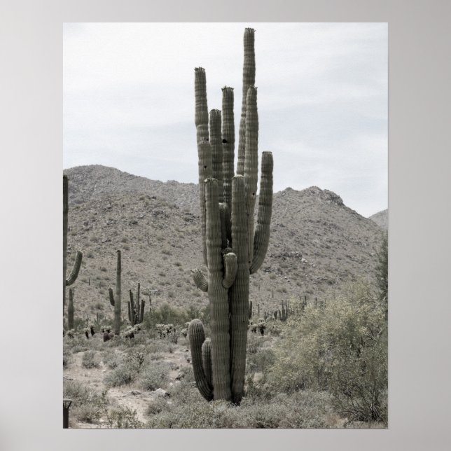 Poster Saguaro Cactus no Deserto da Arizona Sat Baixa 16x (Frente)