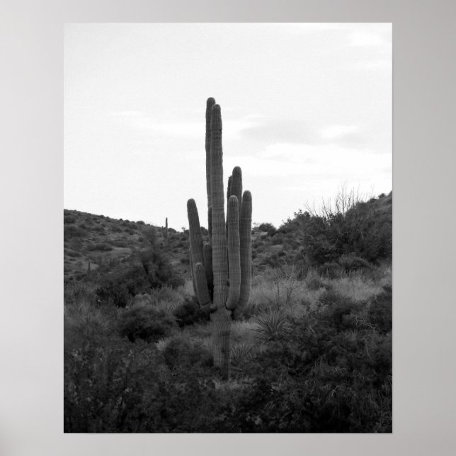 Poster Saguaro Cactus Preto e Branco 16x20 (Frente)