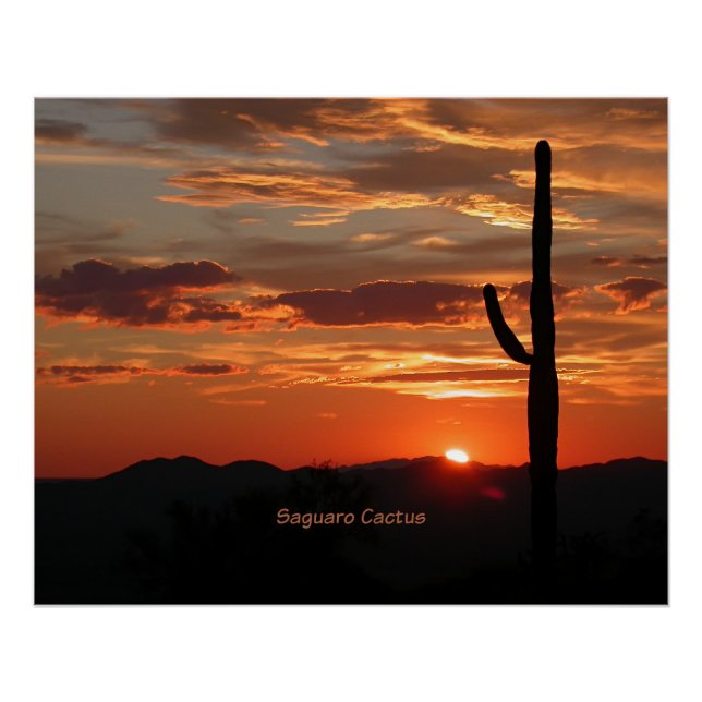 Pôster Saguaro Cactus, Sunset, (Frente)