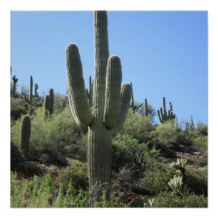 Pôster Saguaro do deserto