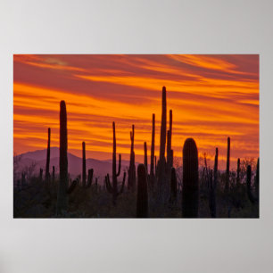 Poster Saguaro, pôr do sol, Parque Nacional Saguaro