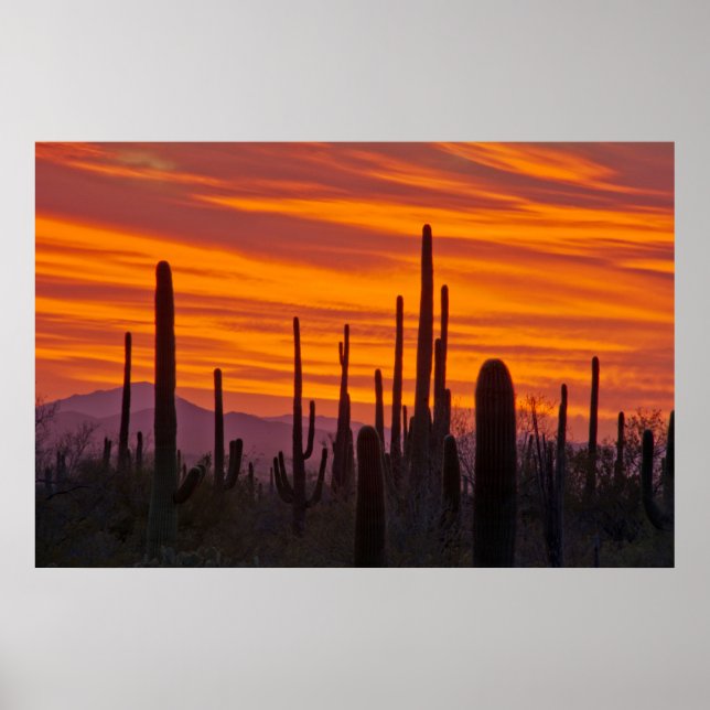 Poster Saguaro, pôr do sol, Parque Nacional Saguaro (Frente)