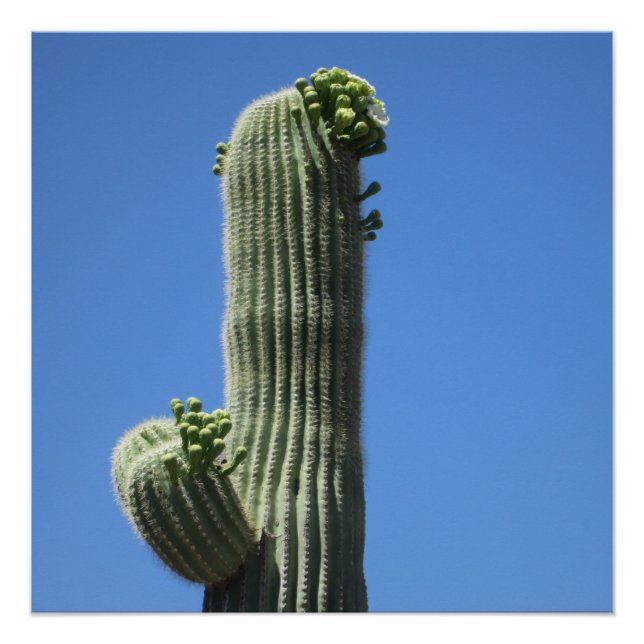 Pôster Saguaro Top (Frente)