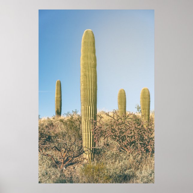 Poster Saguaros  (Frente)