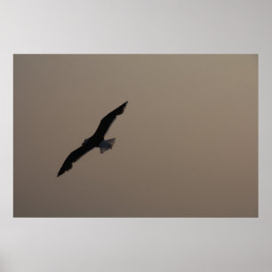 Pôster Sagull em alta velocidade