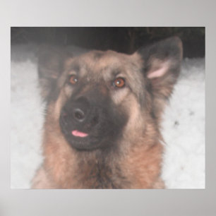 Pôster Saída da língua de fixação do German shepherd post