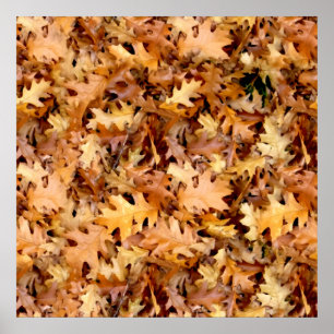 PÔSTER SAÍDAS DO OUTONO