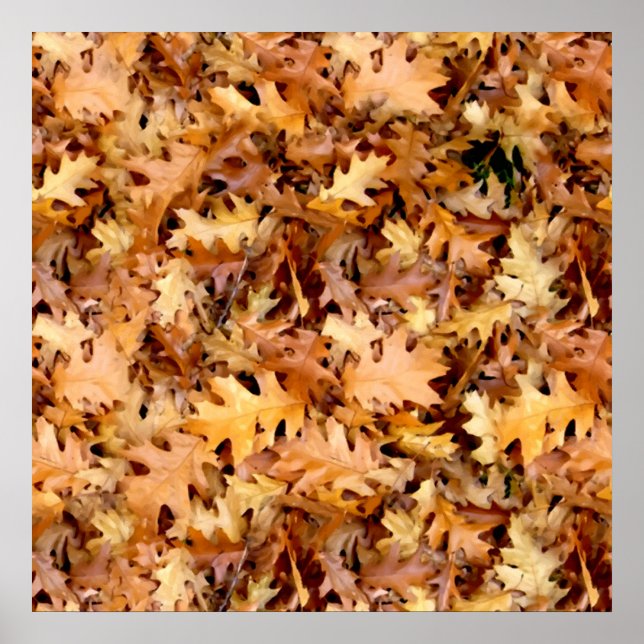 PÔSTER SAÍDAS DO OUTONO (Frente)