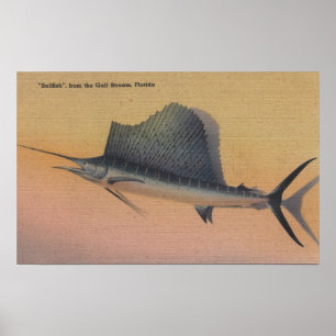 Pôster Sailfish do Gulf Stream, FloridaFlorida