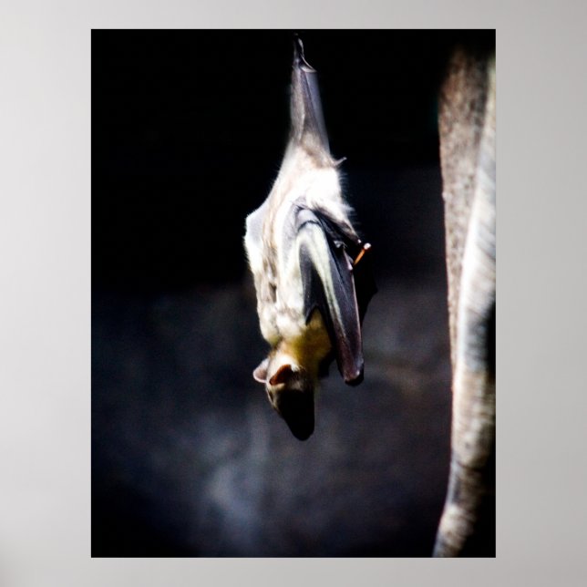 Pôster Saindo (Frente)