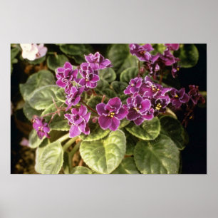 Pôster Saintpaulia "escolha roxa" da lavanda (africano