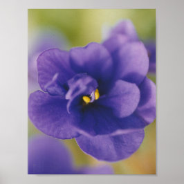 Poster Saintpaulia Violeta Africana Azul