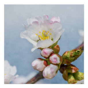 Pôster Sakura Blossom