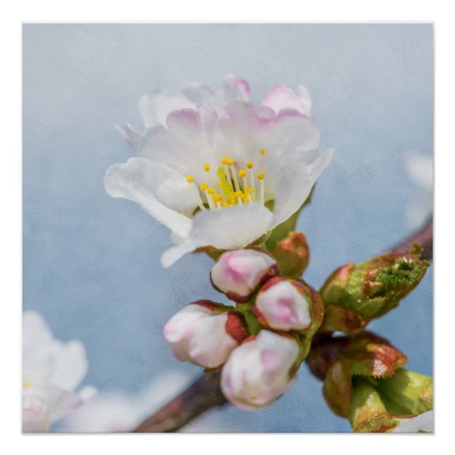 Pôster Sakura Blossom (Frente)
