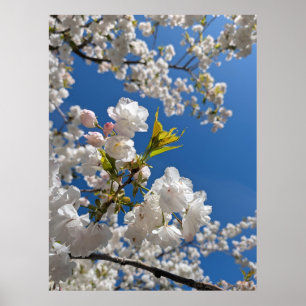 Poster Sakura Branca H.G.