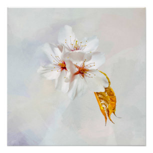 Pôster Sakura - cereja japonesa floresce