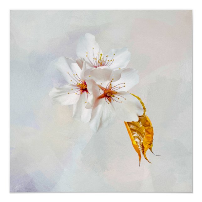 Pôster Sakura - cereja japonesa floresce (Frente)